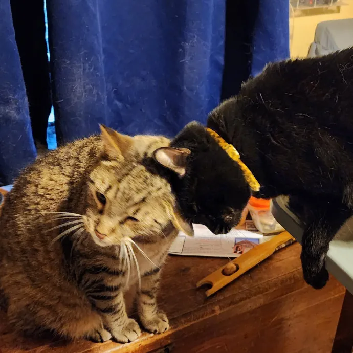 Sandra Kitties Are My Passion