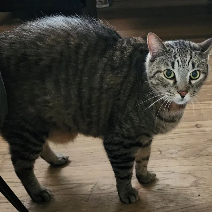 Sandra Kitties Are My Passion