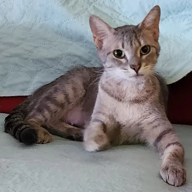 Sandra Kitties Are My Passion photo 3