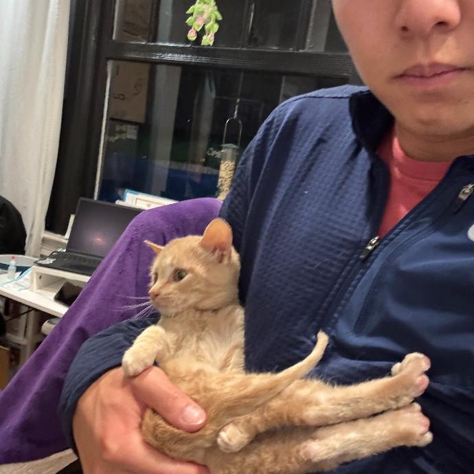 Jason's Cat Sitting