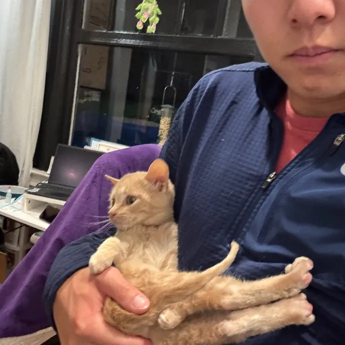Jason's Cat Sitting