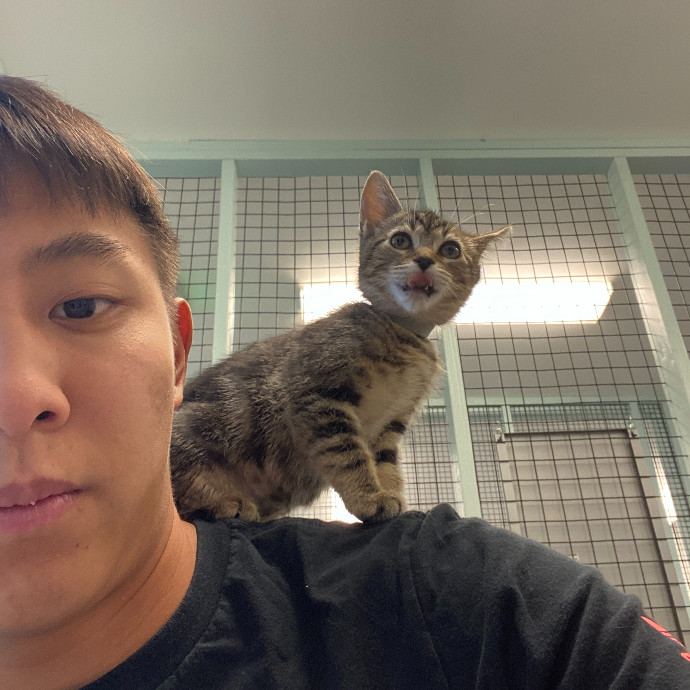 Jason's Cat Sitting