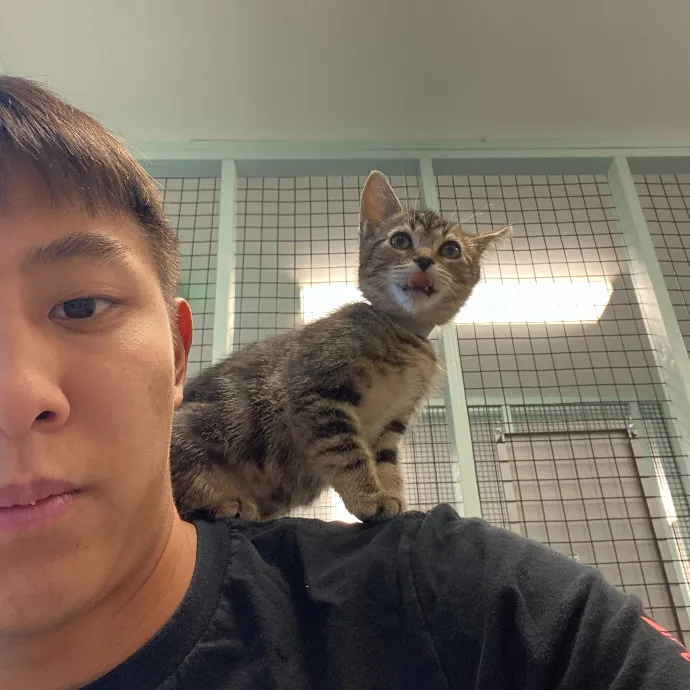 Jason's Cat Sitting