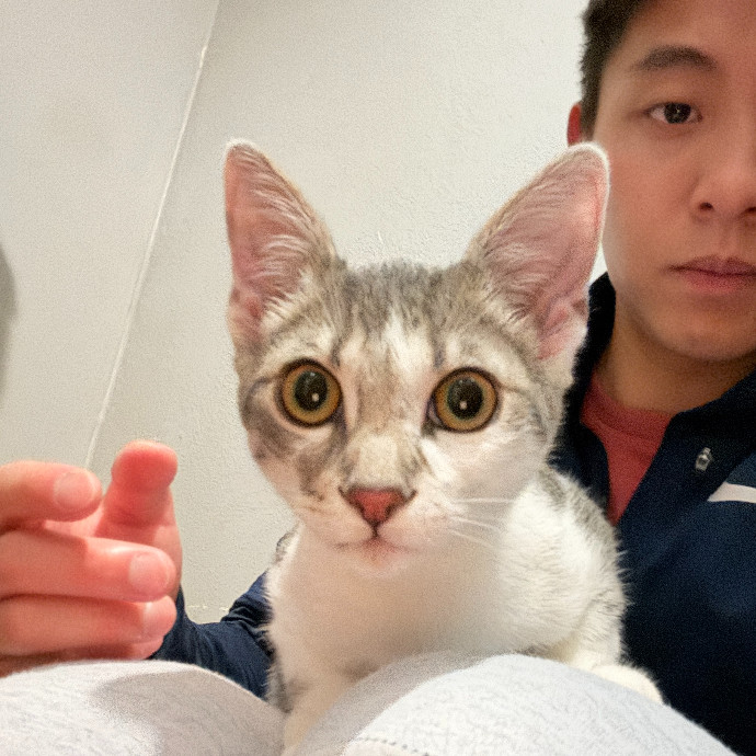 Jason's Cat Sitting