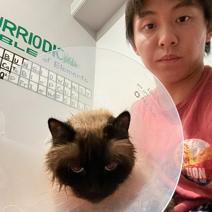Jason's Cat Sitting photo 3