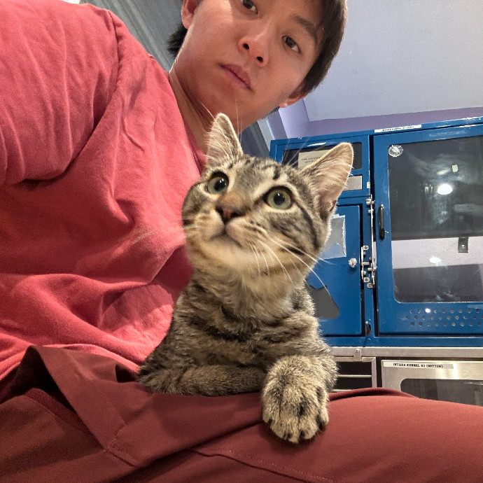 Jason's Cat Sitting photo 2