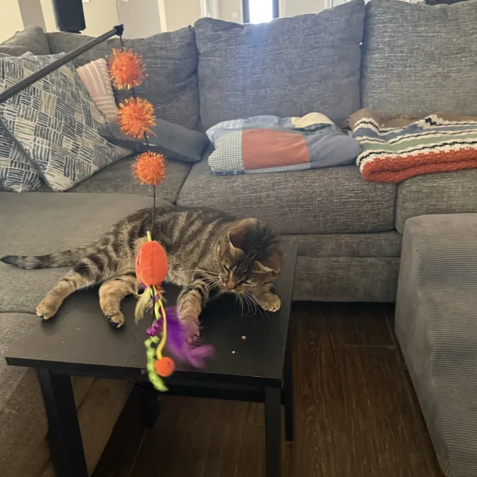 Your Favorite Feline Fanatic