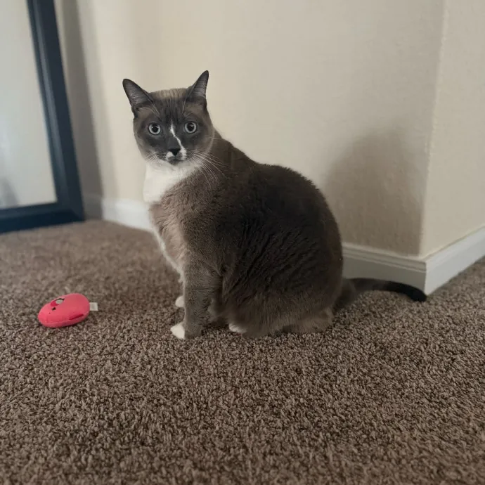 Your Favorite Feline Fanatic