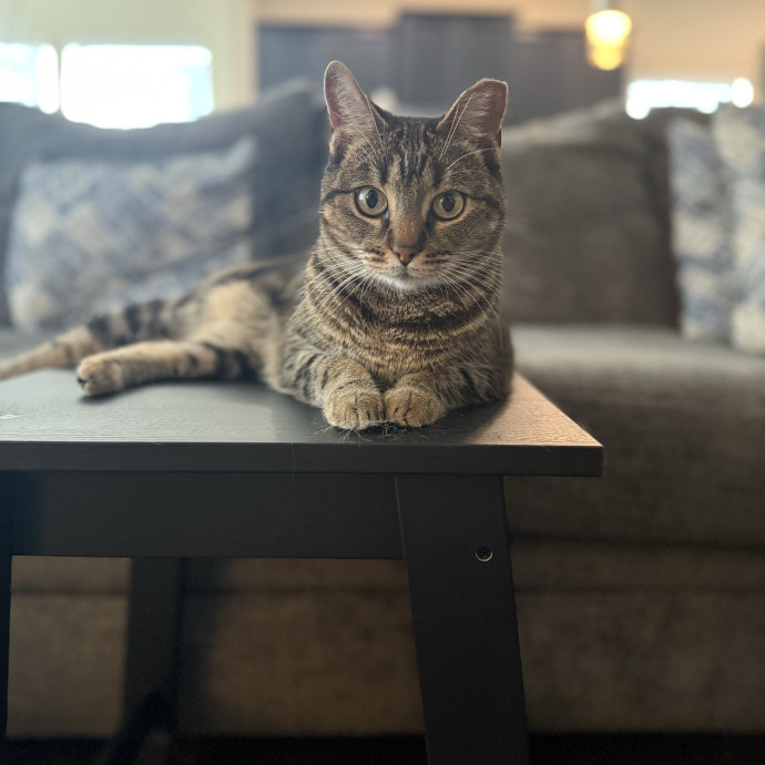 Your Favorite Feline Fanatic