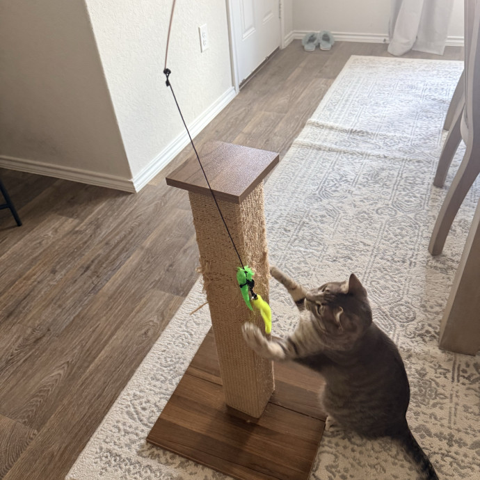 Your Favorite Feline Fanatic photo 3