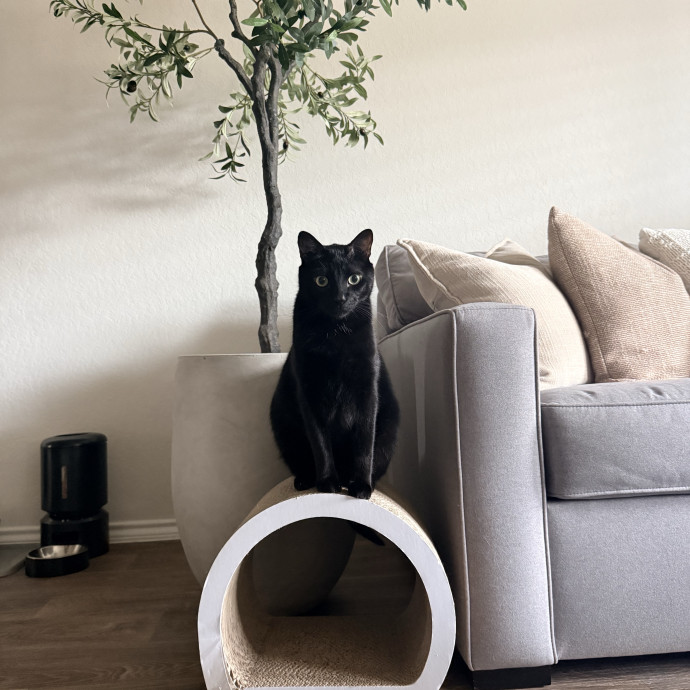Your Favorite Feline Fanatic photo 2