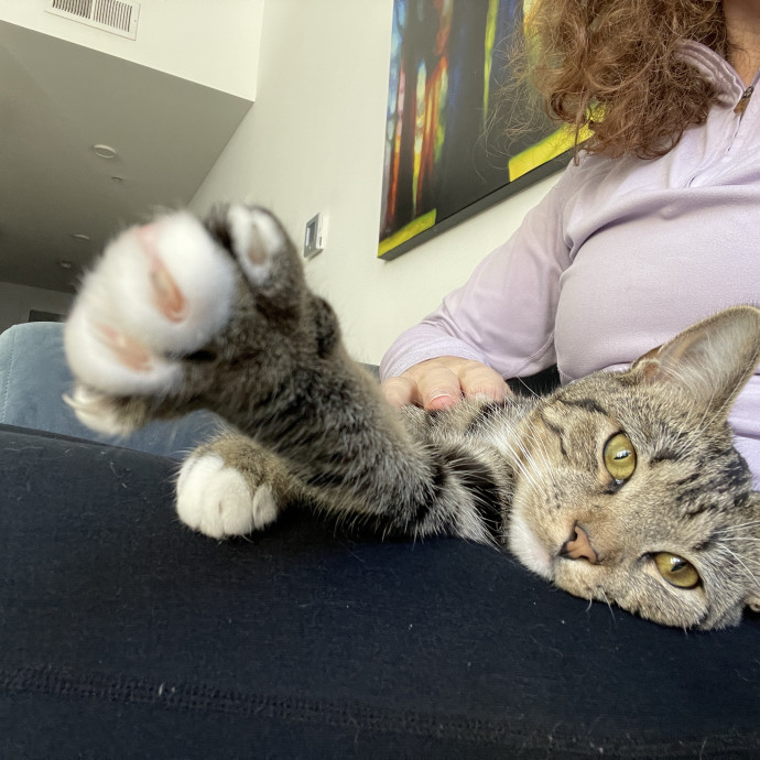 Reliable And Responsible Pet Sitting