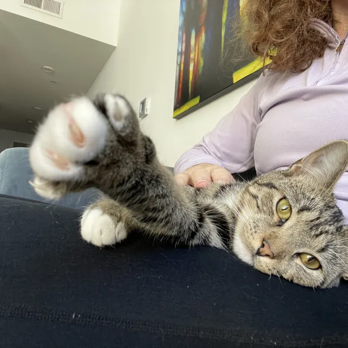 Reliable And Responsible Pet Sitting