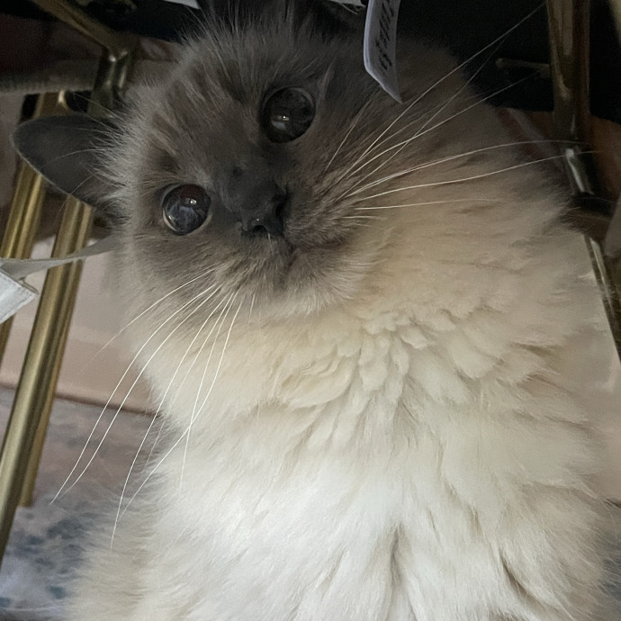 Reliable And Responsible Pet Sitting