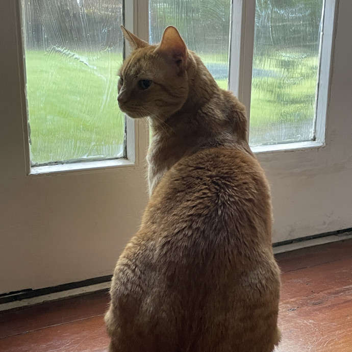 Reliable And Responsible Pet Sitting