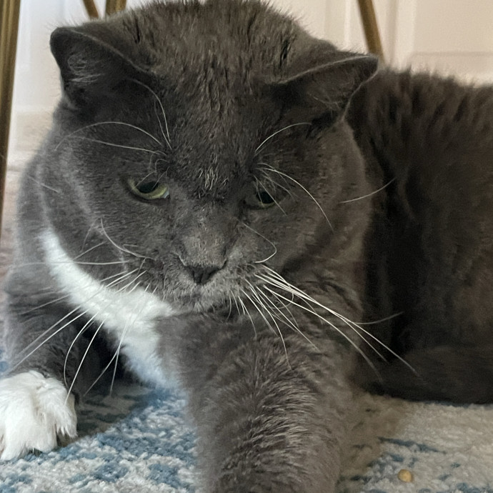 Reliable And Responsible Pet Sitting
