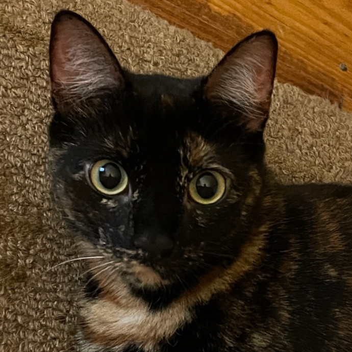 Reliable And Responsible Pet Sitting