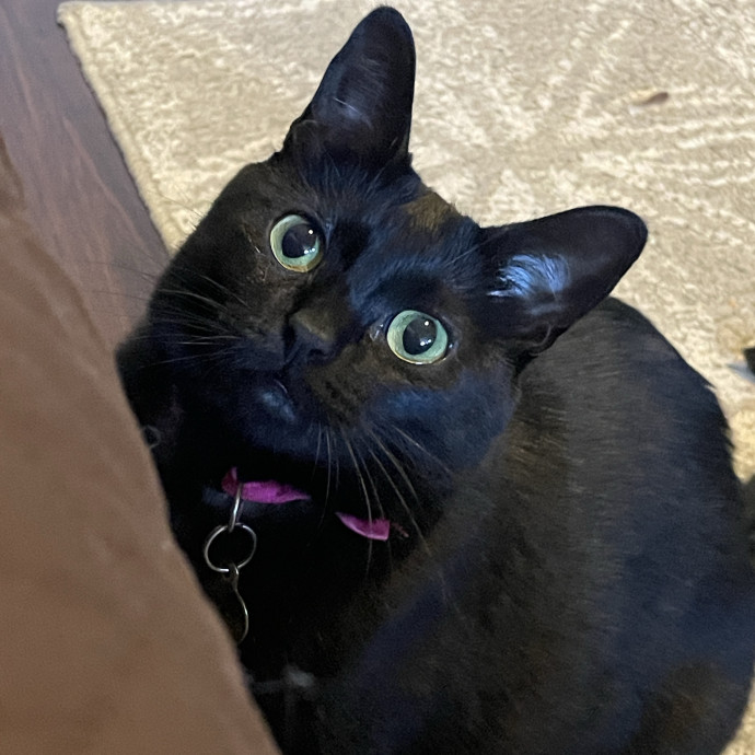 Reliable And Responsible Pet Sitting