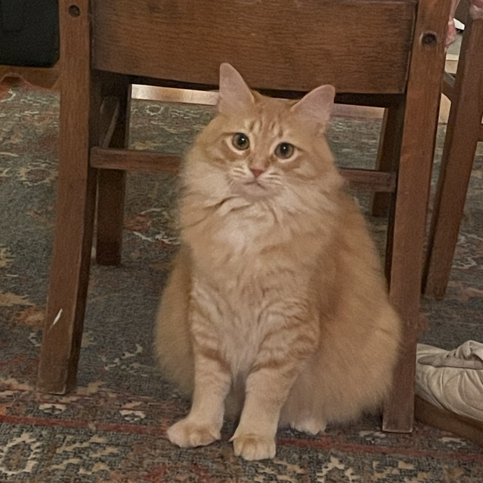 Reliable And Responsible Pet Sitting