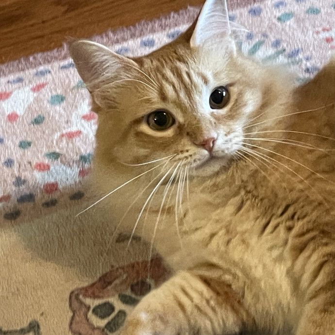 Reliable And Responsible Pet Sitting