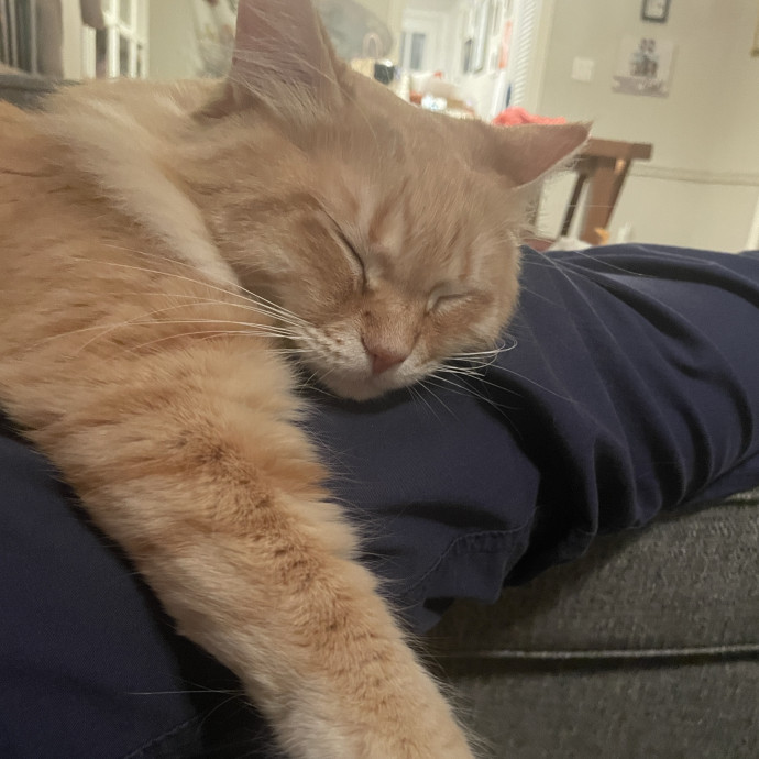 Reliable And Responsible Pet Sitting