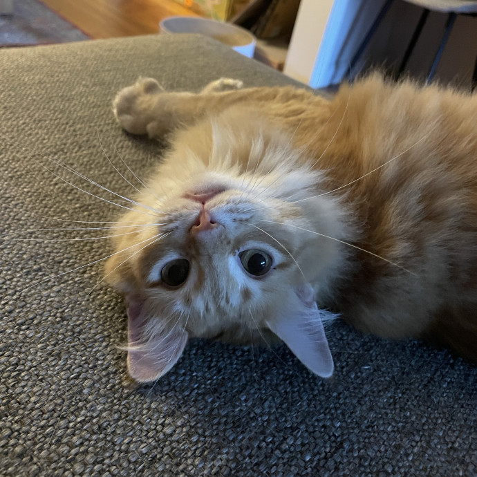 Reliable And Responsible Pet Sitting