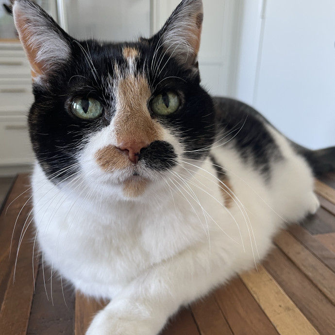 Reliable And Responsible Pet Sitting