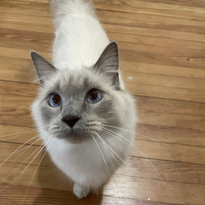 Reliable And Responsible Pet Sitting