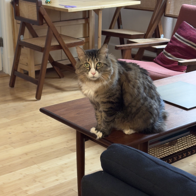Loving  Reliable Cat Sitter