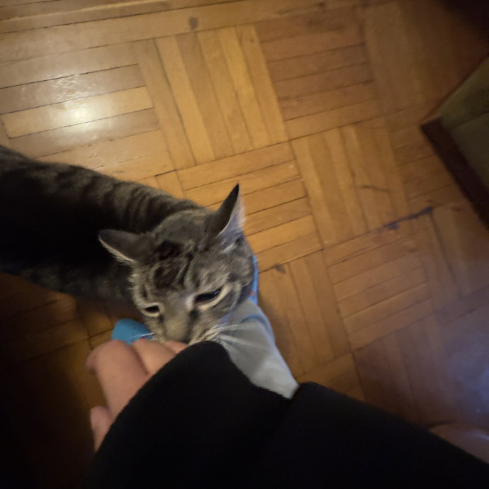 Loving  Reliable Cat Sitter