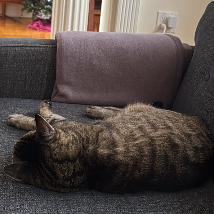 Loving  Reliable Cat Sitter