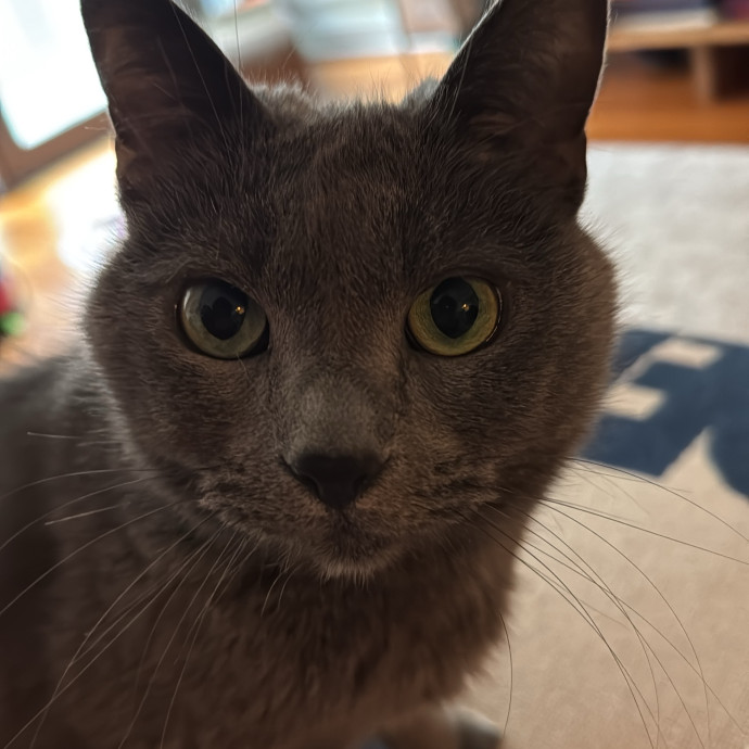 Loving  Reliable Cat Sitter