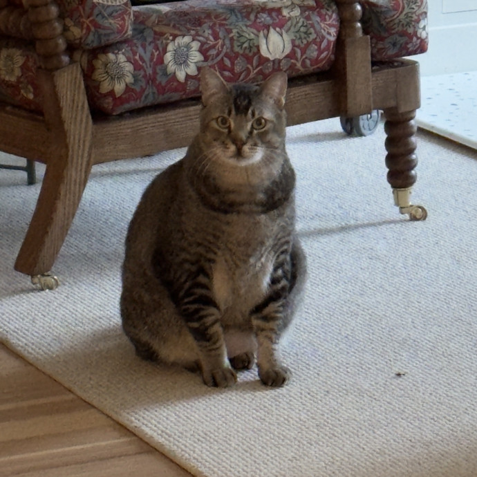 Loving  Reliable Cat Sitter
