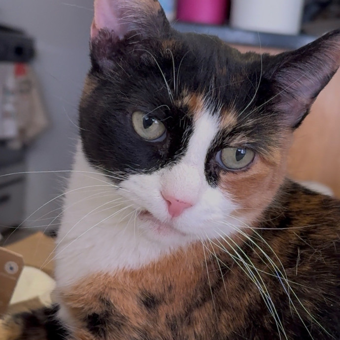 Loving  Reliable Cat Sitter