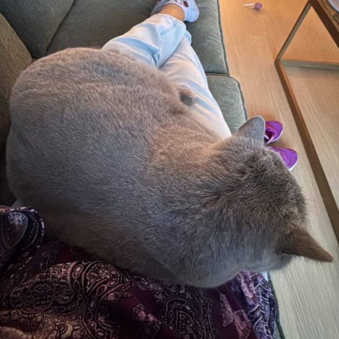 Loving  Reliable Cat Sitter