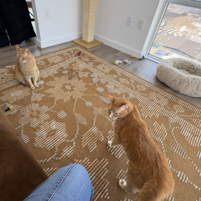 Loving  Reliable Cat Sitter