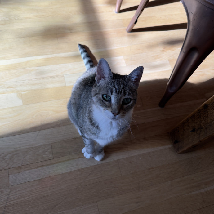 Loving  Reliable Cat Sitter