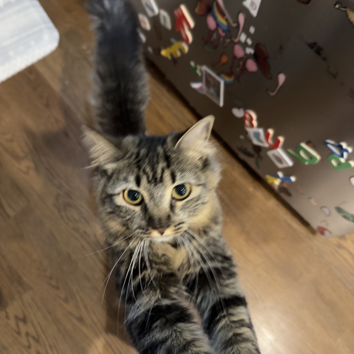 Loving  Reliable Cat Sitter
