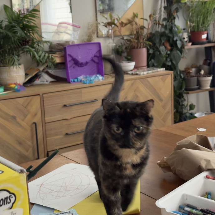 Loving  Reliable Cat Sitter photo 3