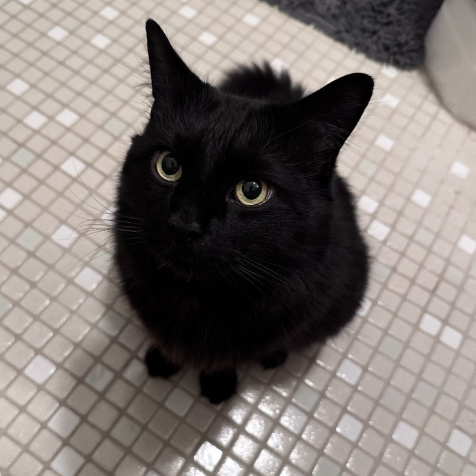 Loving  Reliable Cat Sitter photo 2
