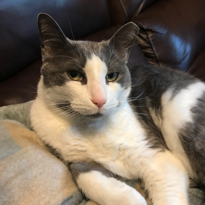 Paige's Cat Sitting
