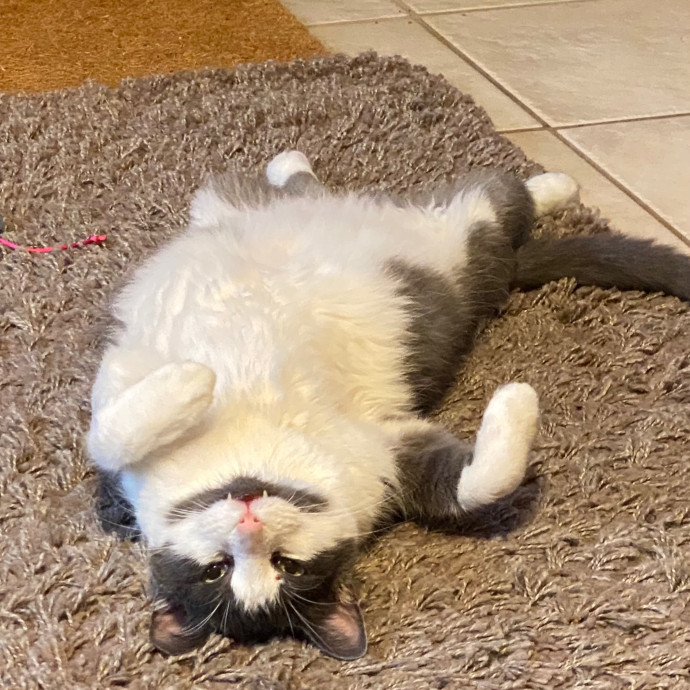 Paige's Cat Sitting
