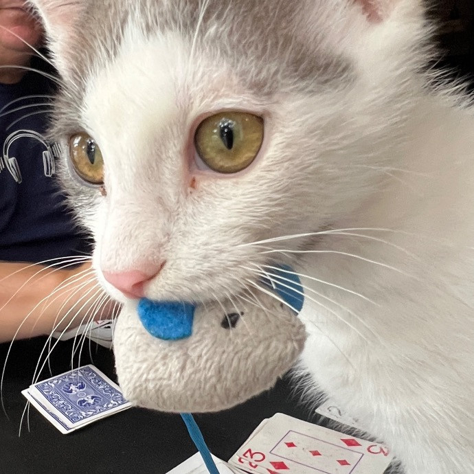 Paige's Cat Sitting