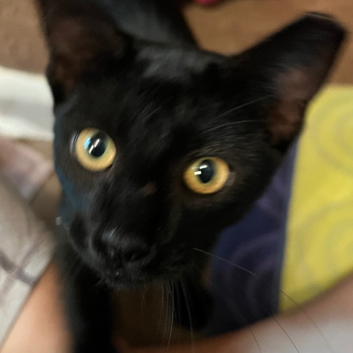 Paige's Cat Sitting