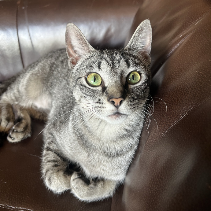 Paige's Cat Sitting