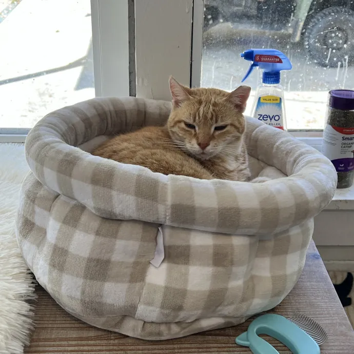 Paige's Cat Sitting photo 3