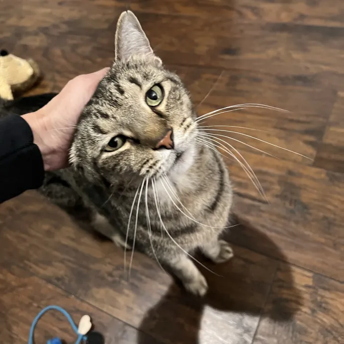 Paige's Cat Sitting photo 2