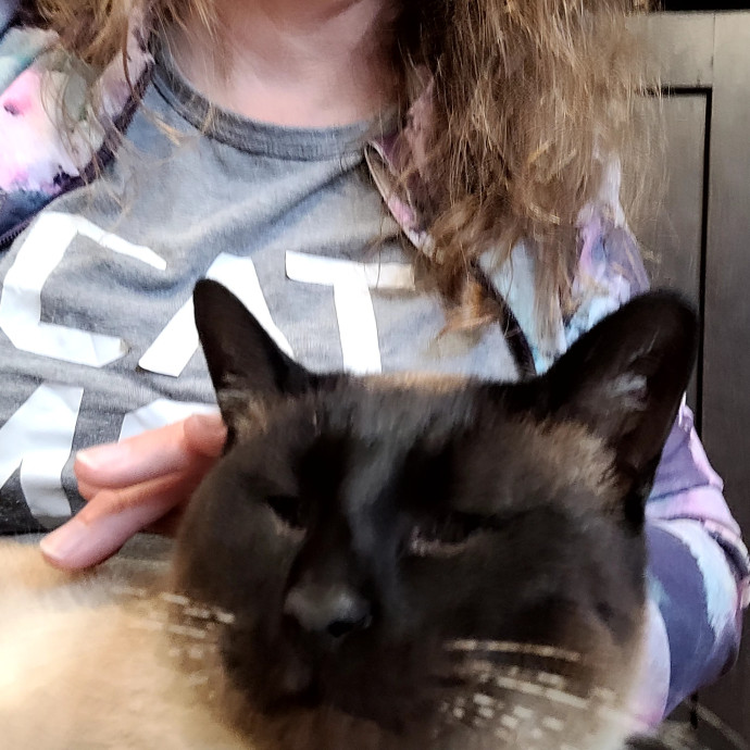 Local Cat Whisperer For Your Kitty Needs