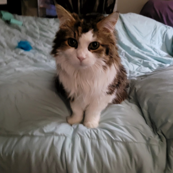 Local Cat Whisperer For Your Kitty Needs