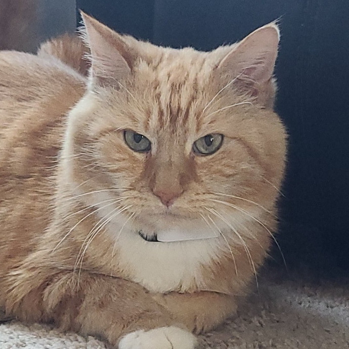Local Cat Whisperer For Your Kitty Needs